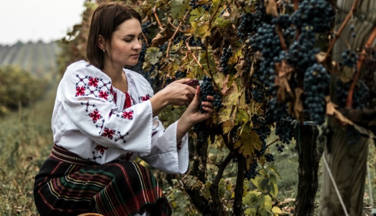 摩尔多瓦有100多个葡萄品种，全国大约10％的葡萄园都种植着珍贵的原生品种。