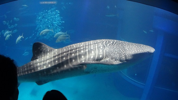 就这样见过本尊 -- 巨型鲸鲨！