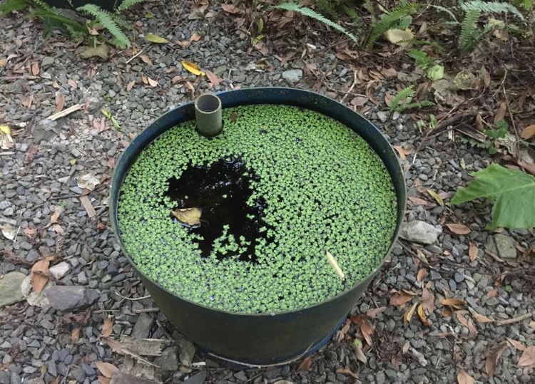 场长徐文良发明的生态防蚊桶，以“连通管原理”，蓄水诱蚊子产卵，让桶里的小鱼吃掉孑孓，省钱环保又合乎大自然生存法则。
