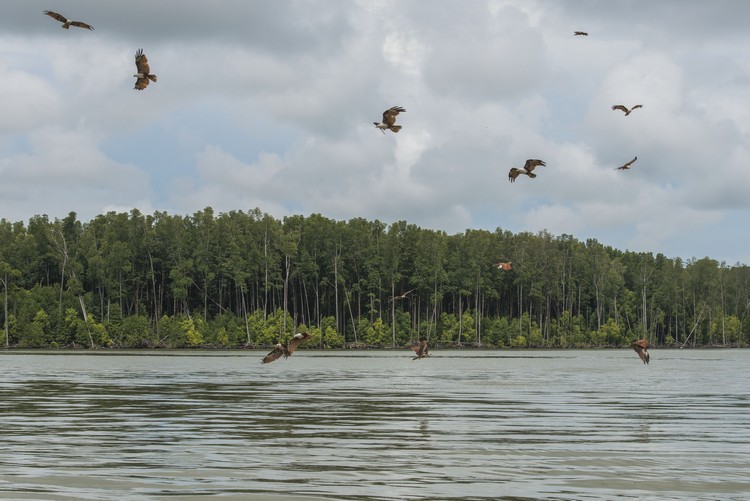 栖息在红树林的老鹰，成群出动觅食。