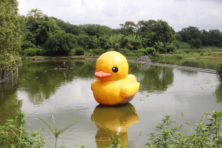 可爱的黄色小鸭在湖中“休息”。