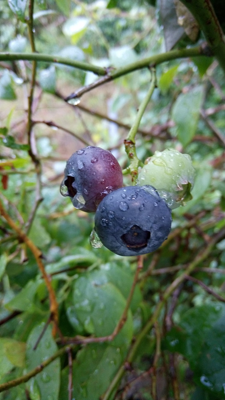 选摘甜的蓝莓并不难，甜的果实色泽呈暗紫色；带有些许红色则是酸的。