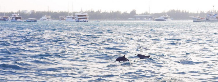 运气真好，在船上看见海豚，仿佛感受到生命的美妙。