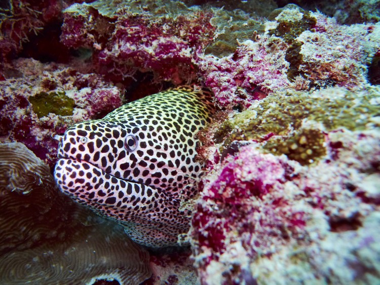 没见过吧？这是蜂窝海鳗(Honeycomb Moray Eel)，是一种形状像蛇的海鱼，长期栖息在洞穴中。
