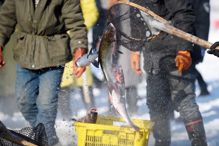 冬天捕鱼有一个额外的好处，就是渔获立即变成冰条，保存、运输都更容易。