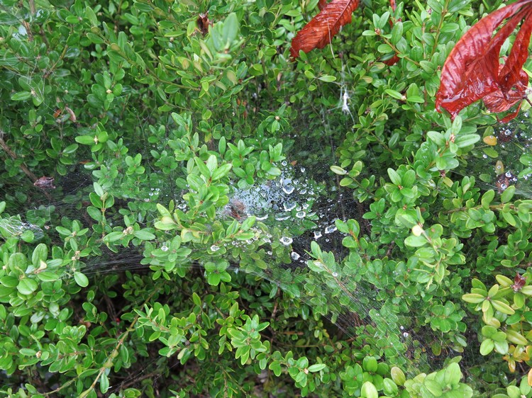 蜘蛛网把雨水也盛住了。