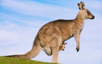 Australian_Kangaroo 350