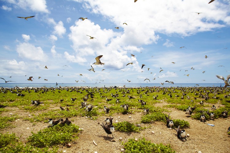 拉央拉央附近的小岛，比起海底的景色，密密麻麻的小鸟也颇有一番风味。
