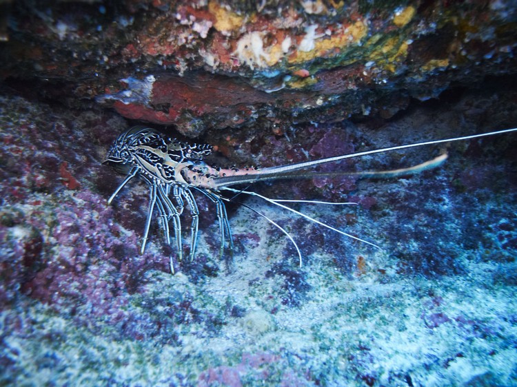 你见过在海底活着的龙虾吗？