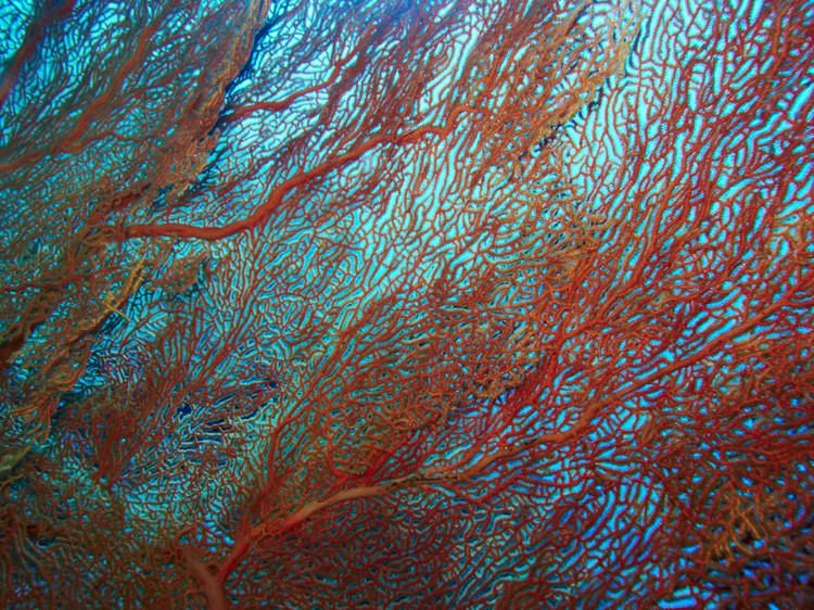 海底美丽的珊瑚，让你大饱眼福。