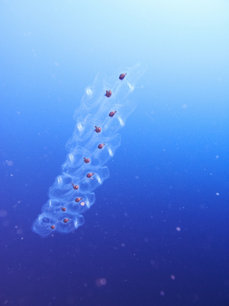 在海底巧遇可爱的水母芽(Medusa Bud)。