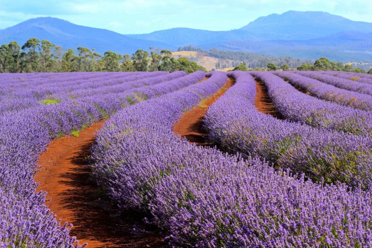 tasmania lavender (2)