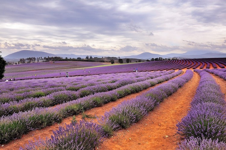 tasmania lavender