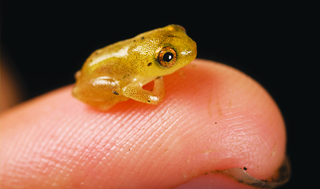 世界上最小的青蛙。（一）