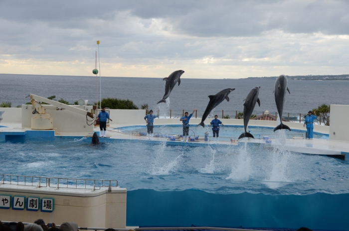 水族馆外还有海豚剧场，以蔚蓝大海为背景，为游客呈献精彩的海豚秀。