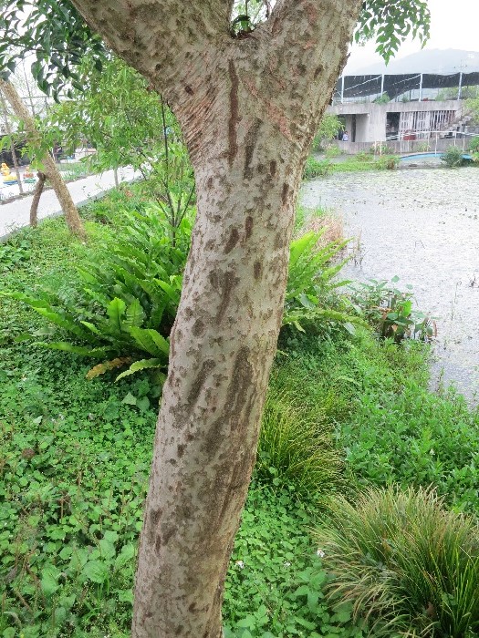 这里也是独角仙等甲虫的家园，证据是此树干上的垂直咬痕。