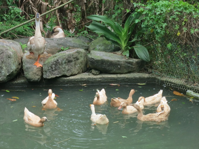 鸭子和鹅是农村动物园内的要员。