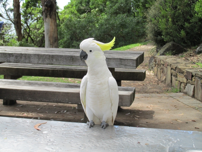 葵花鹦鹉，源产澳大利亚北部。因黄冠的特别之处，也称葵花凤头鹦鹉。若受到干扰，黄冠就会竖立起来哦～