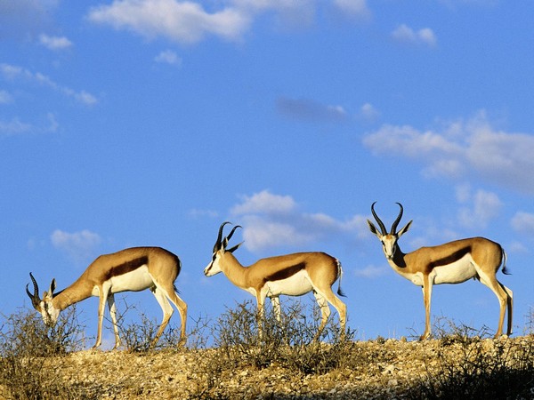 Kgalagadi Transfrontier Park, Kalahari, South Africa