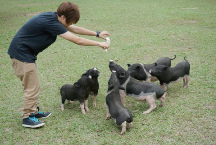 草地上自由散步的麝香猪，一有人喂食立刻就围拢过来。
