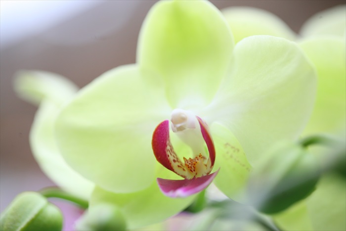 走入兰花温室，欣赏各种姿态的兰花。（3）