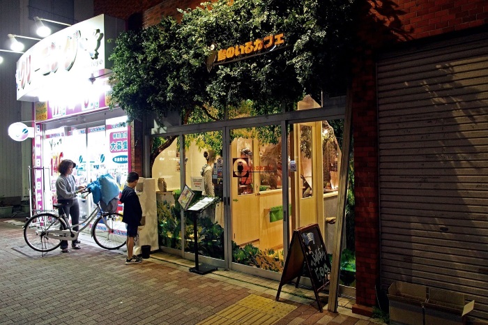日本东京猫头鹰咖啡店