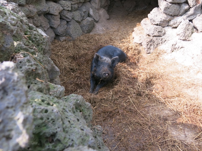 旅途上的动物 韩国●黑猪