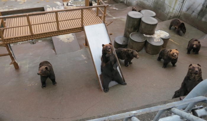 旅途上的动物 北海道●熊