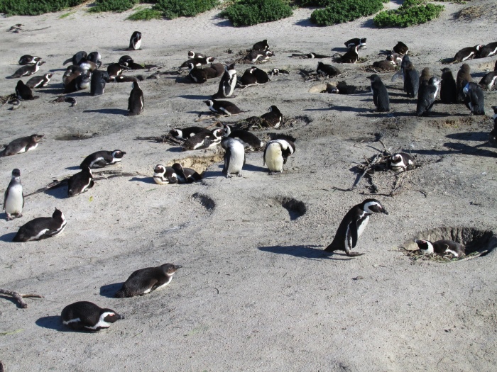 旅途上的动物  南非●企鹅