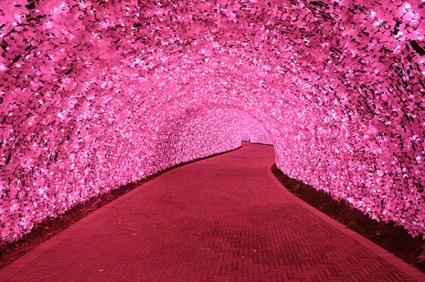 100mトンネル「河津桜」