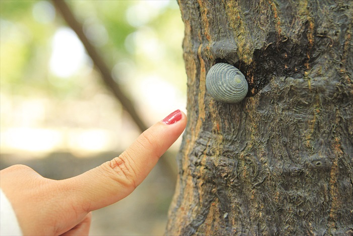 这种圆形的贝类在红树林里数量最多，通常都会依附在红树的树根上，需要用点力拔下来。
