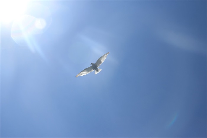 飞翔在空中的海鸥。