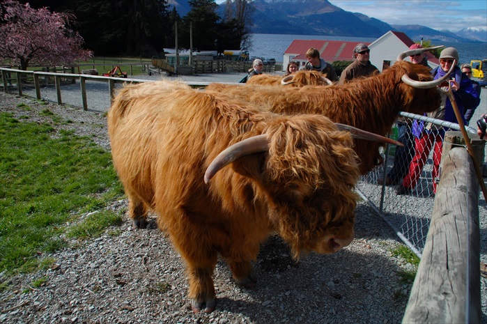 这就是所谓苏格兰高地犛牛（Highland cattle），酷吧！