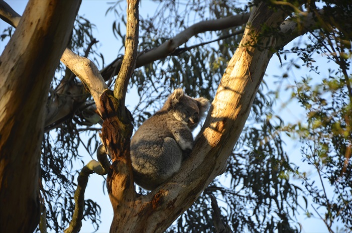 来到澳洲别忘了到无尾熊保育中心与无尾熊见见面！