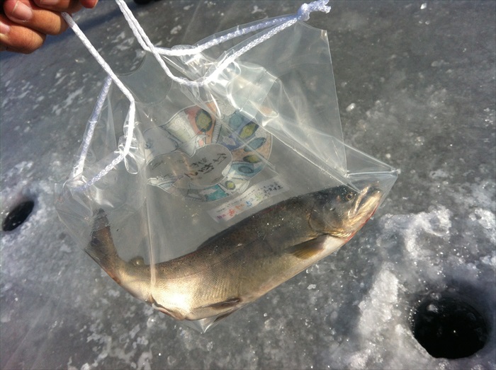 钓到的鱼就装进塑胶袋，交给当局的柜台烧烤。