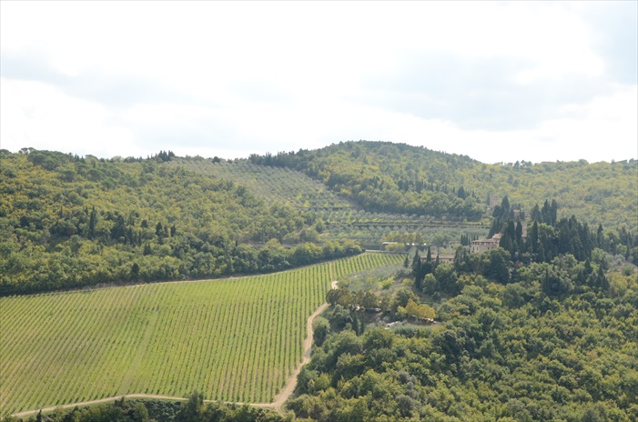 鸟瞰意大利葡萄园景观。